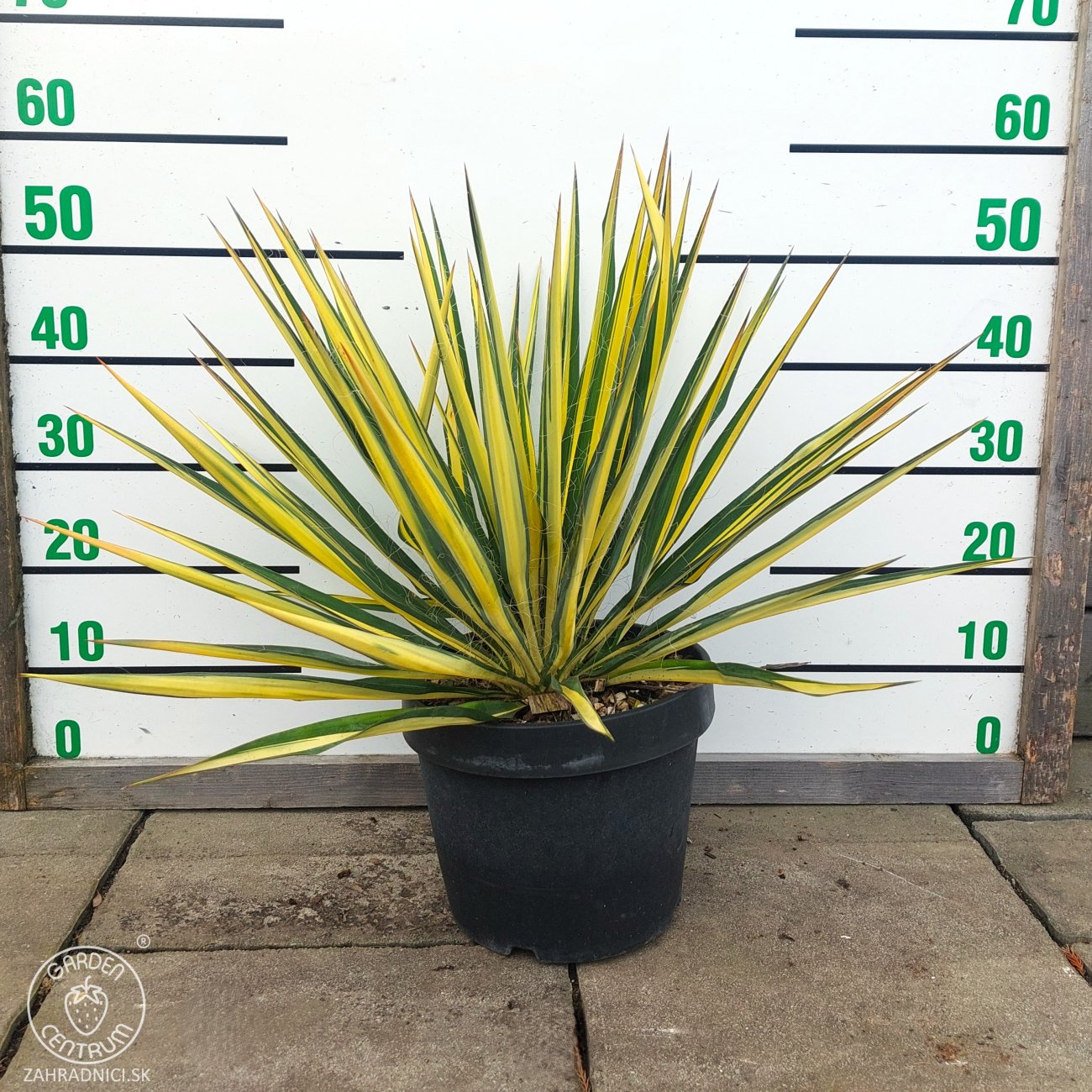 Obrázok Juka vláknitá (Yucca filamentosa) ´COLOR GUARD´ - výška 40-50 cm, Ø 30-50 cm, kont. C7L (-25°C)